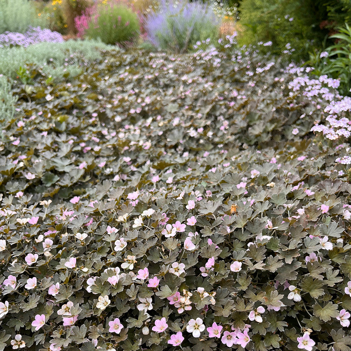 Geranium 'Seaspray'