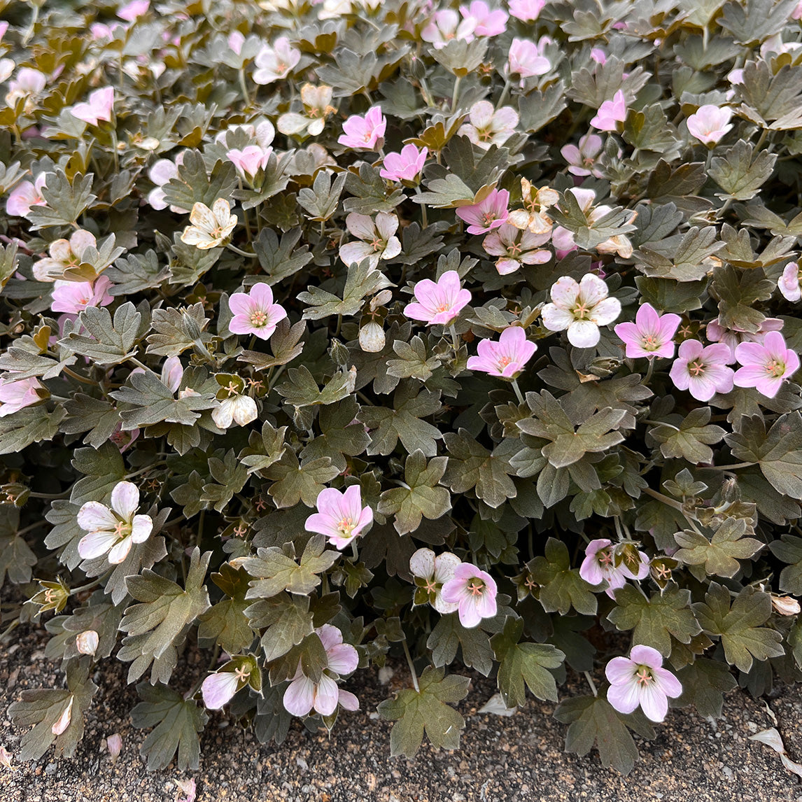 Geranium 'Seaspray'