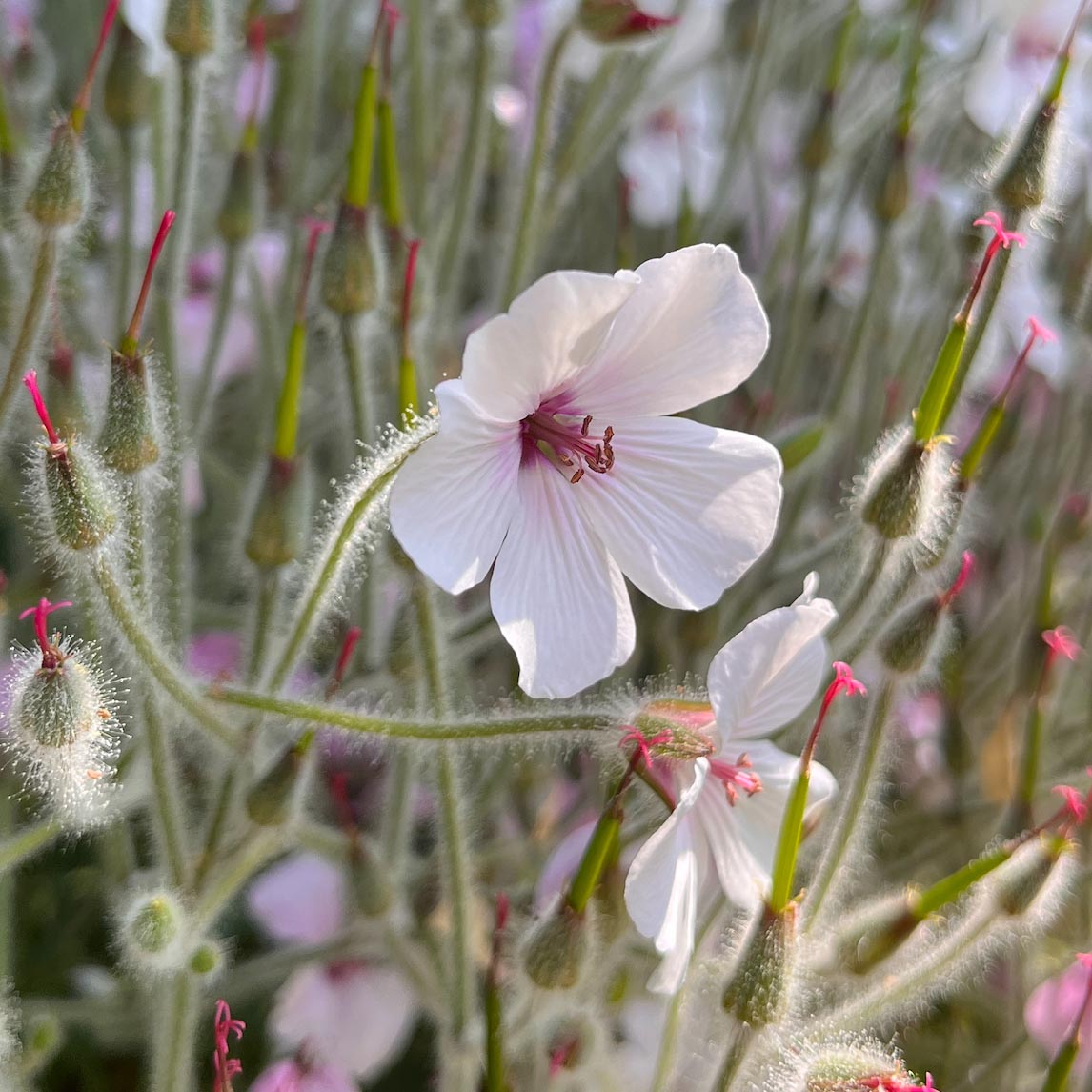 Geranium 'White Guernsey'