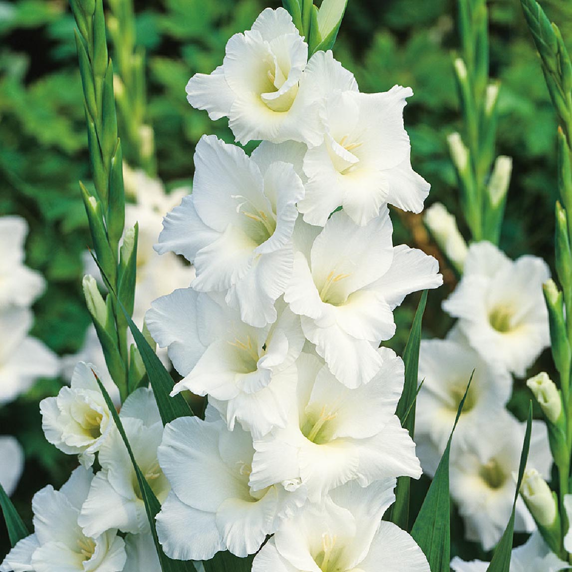 Gladiolus &#39;Grand Prix&#39;