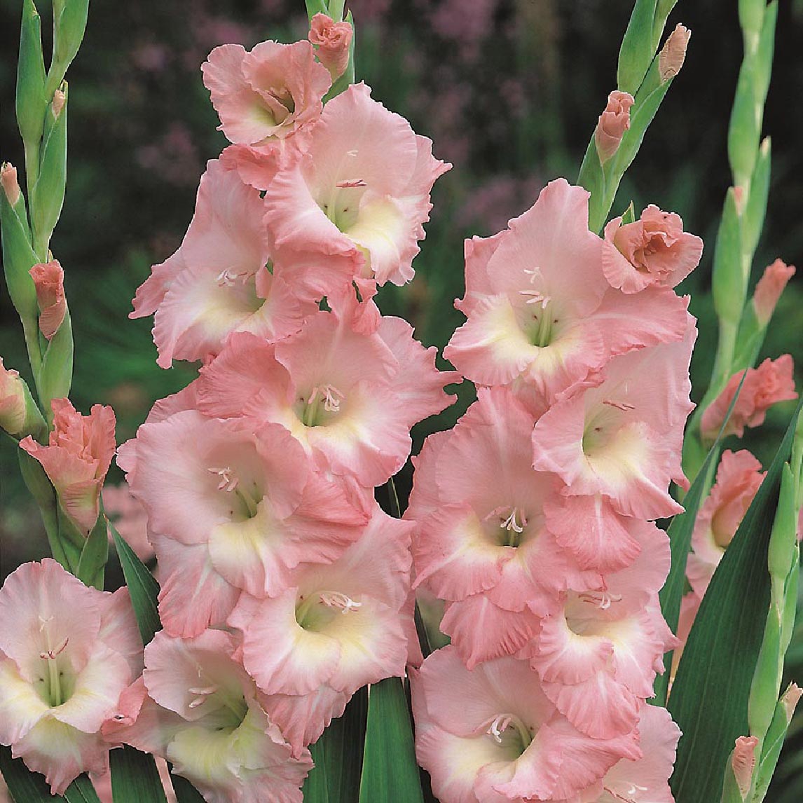 Gladiolus 'Karma' (5 bulbs)