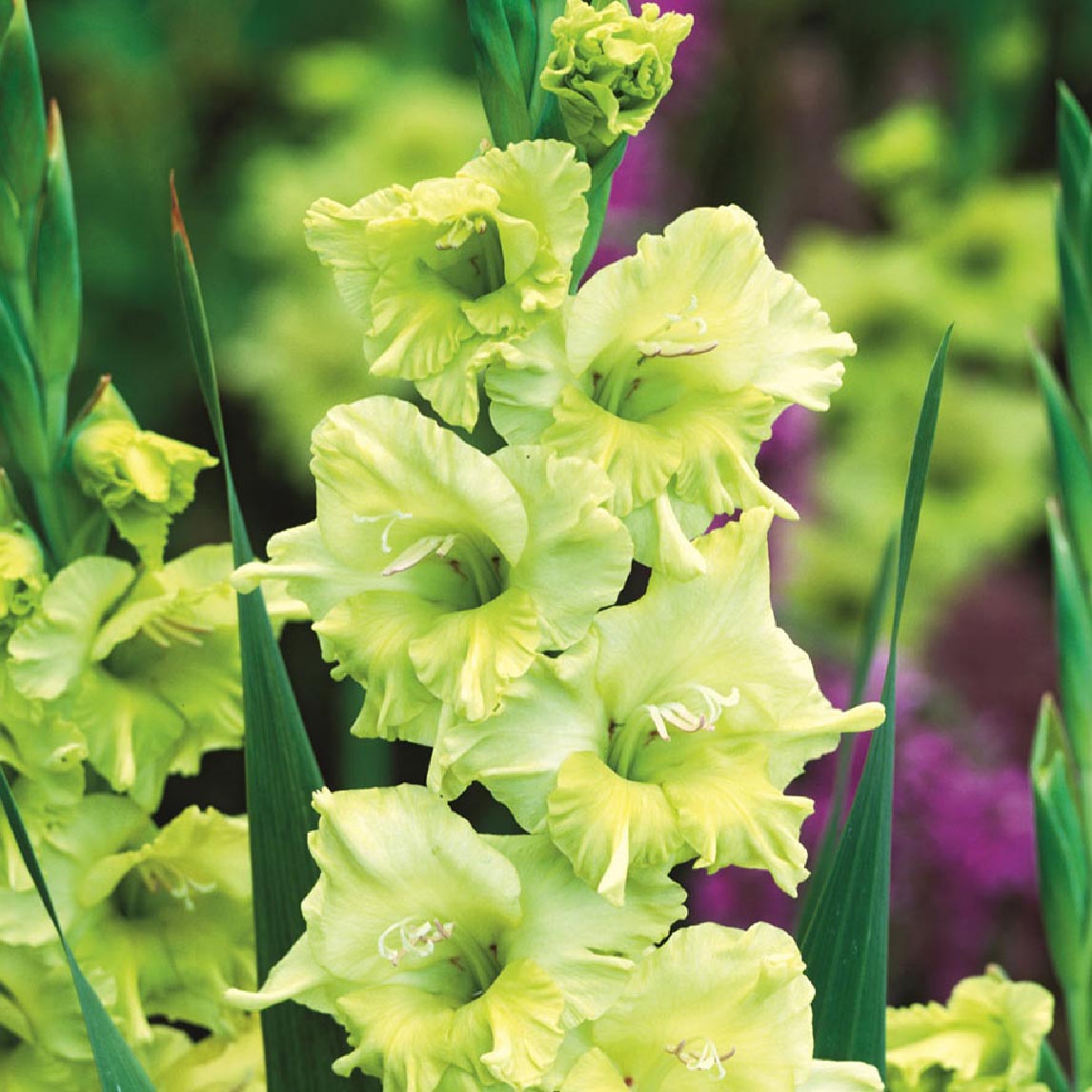 Gladiolus 'Kio'