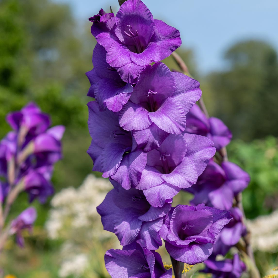 Gladiolus 'Purple Flora'