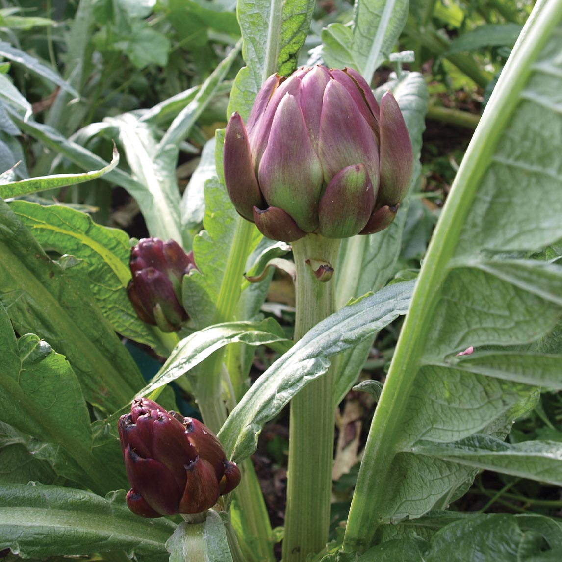Globe Artichoke 'Violetta' - Potted plant
