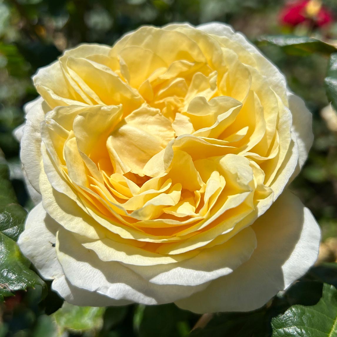 Rose 'Gold Pierre'