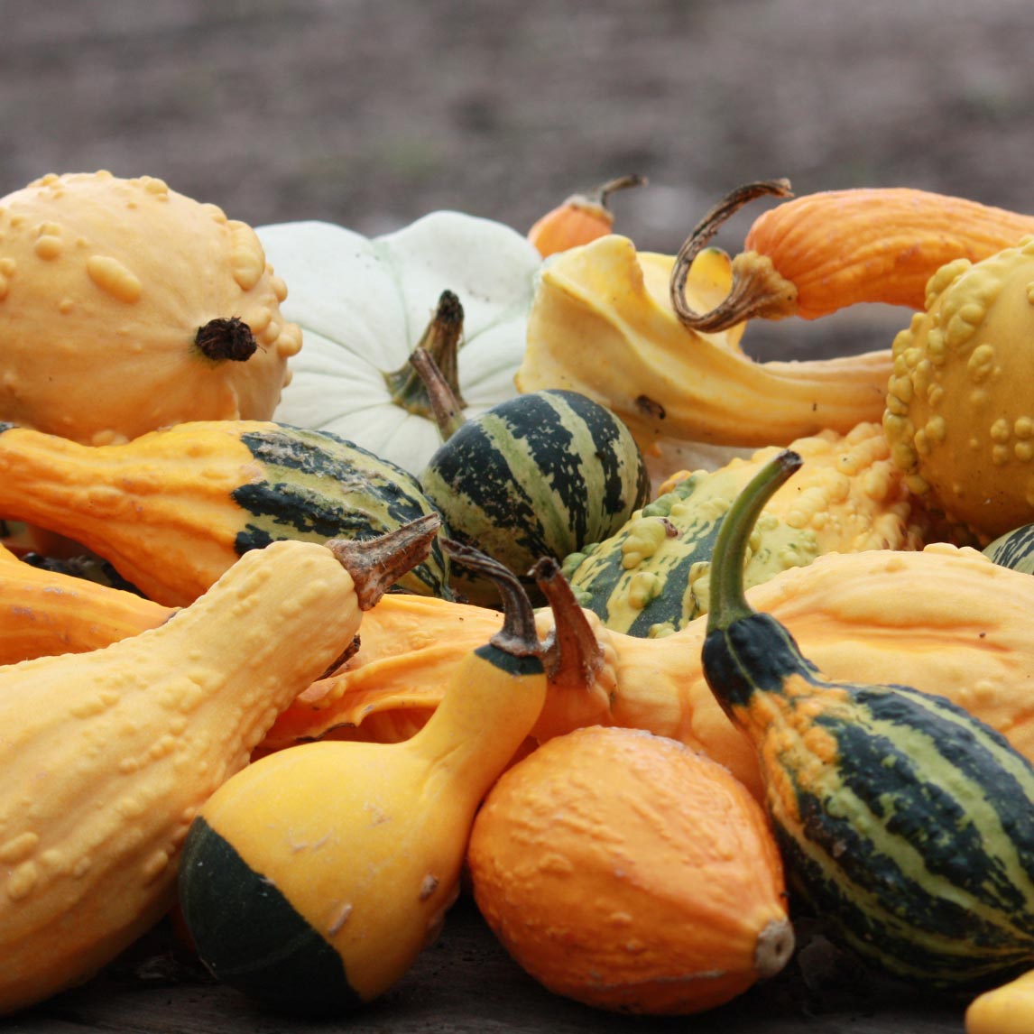 Gourd Decorative Mixed