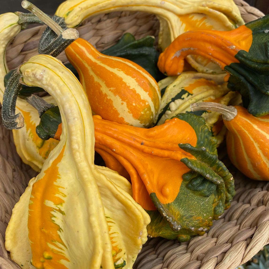 Gourd Decorative Mixed