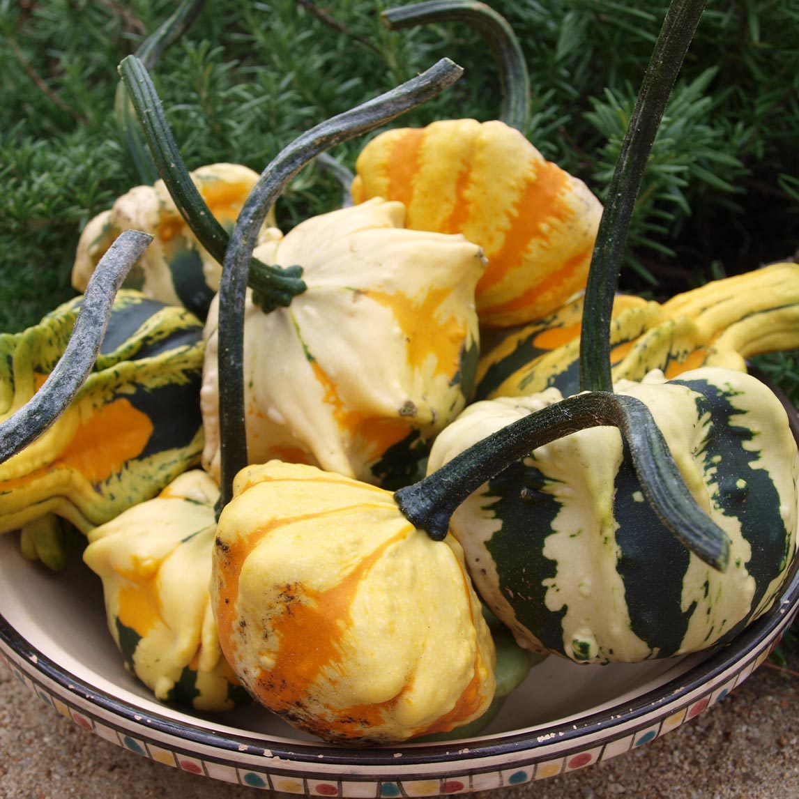 Gourd Decorative Mixed