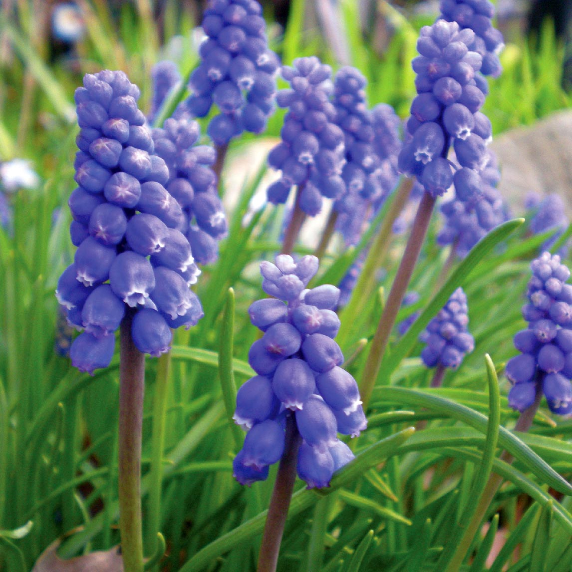 Grape Hyacinth Blue (20 Bulbs)