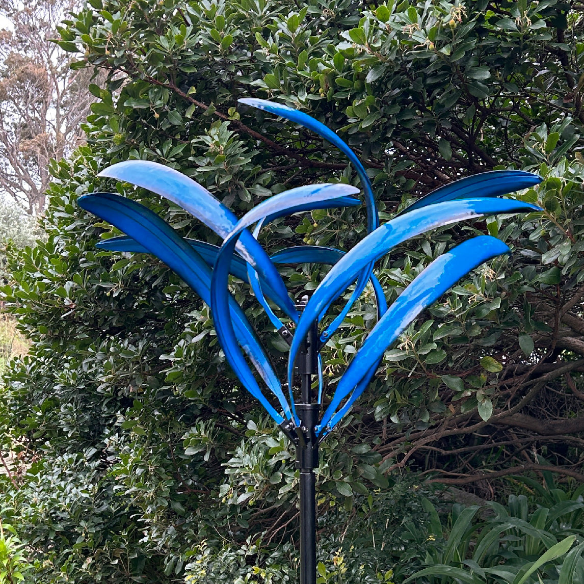 Grevillea Blue Wind Spinner