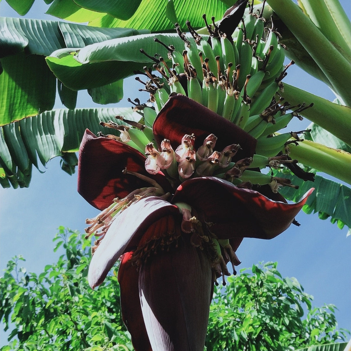 Growing and Caring for Subtropicals in Adelaide Masterclass