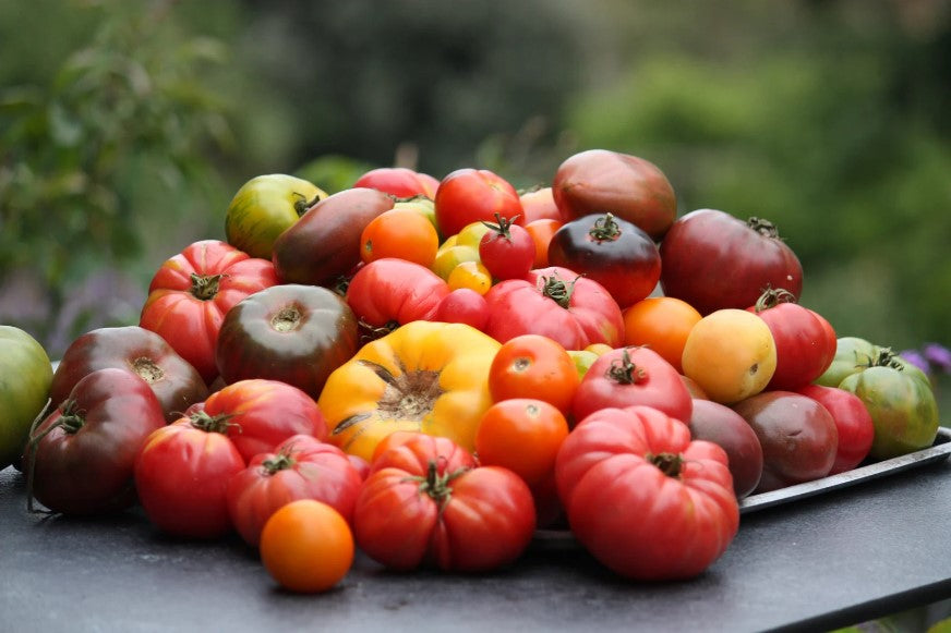 Grow the Perfect Tomato Workshop 2024