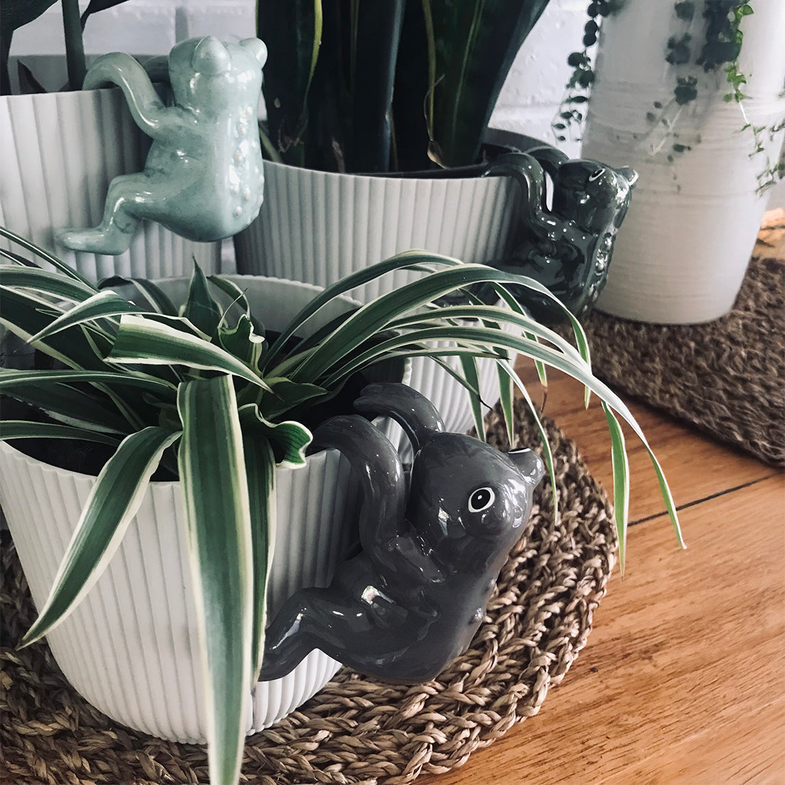 Frog Pot Sitter – Pack of 3 - Assorted colours