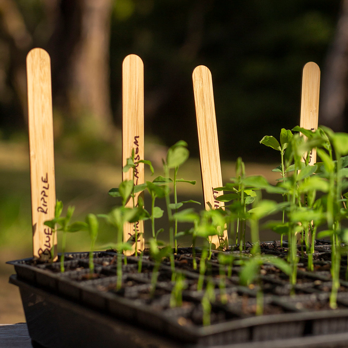 Bamboo Plant Labels
