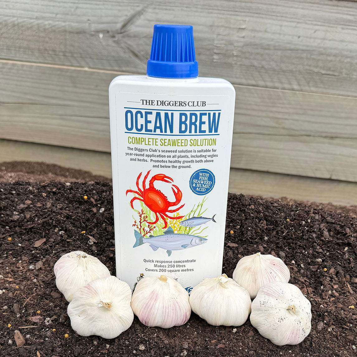 Ocean Brew - Complete Seaweed Solution