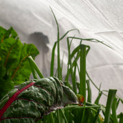 Frost Cloth - 30gsm – 2m x 5m