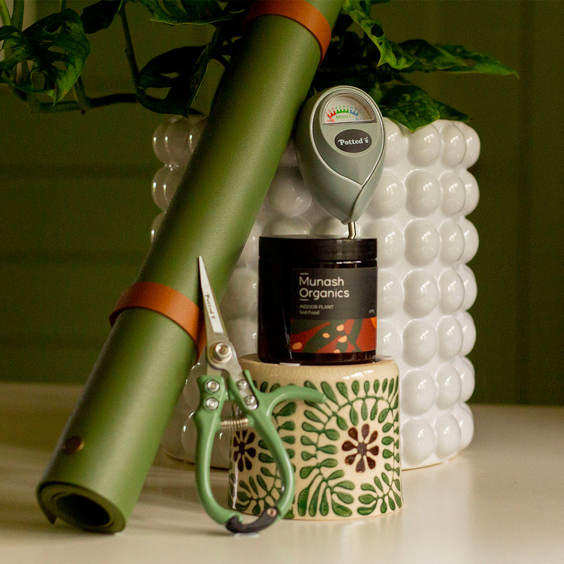 Indoor plant Bundle - Green Tones