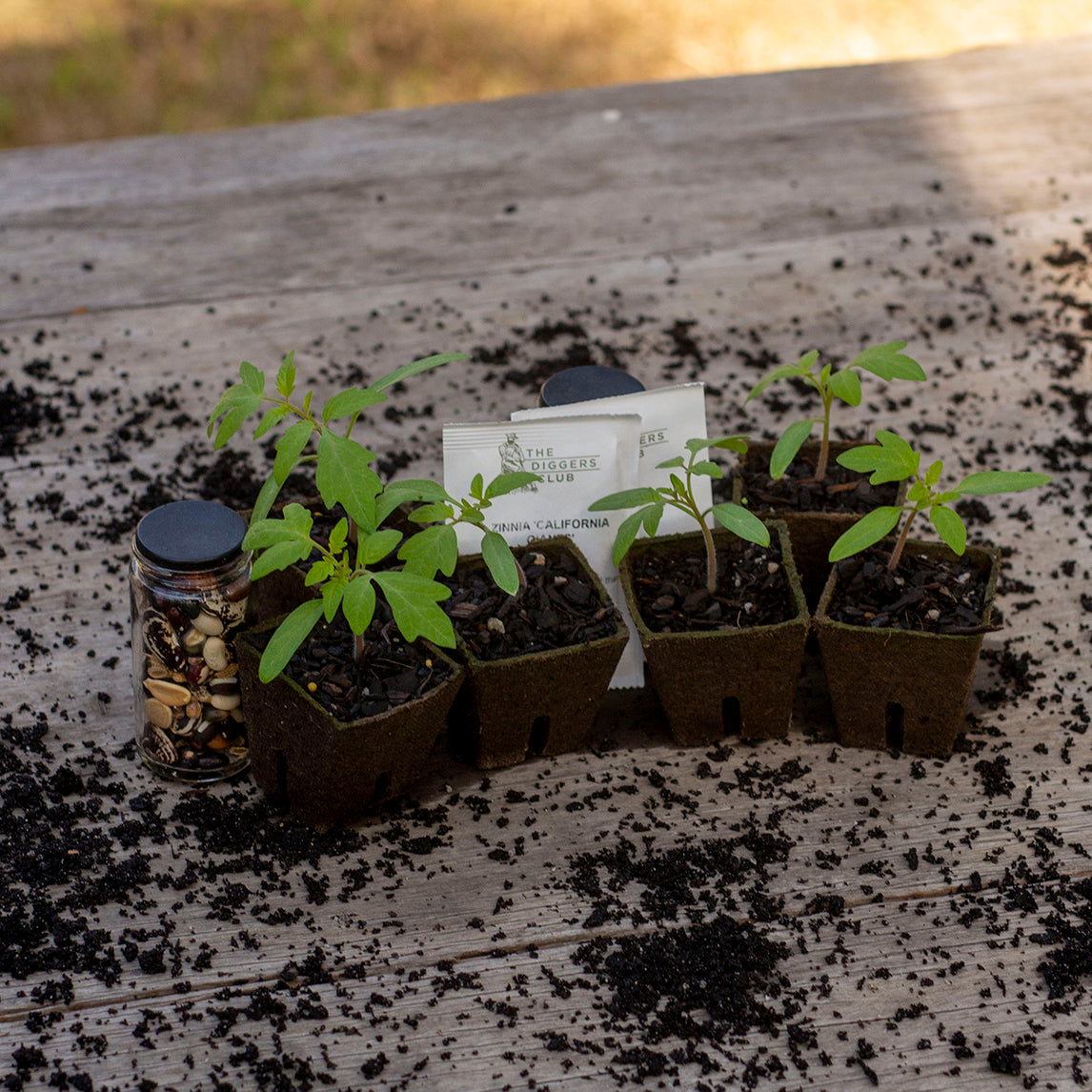 Peat Pots Small x 60