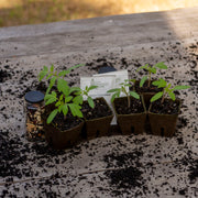 Peat Pots Small x 60