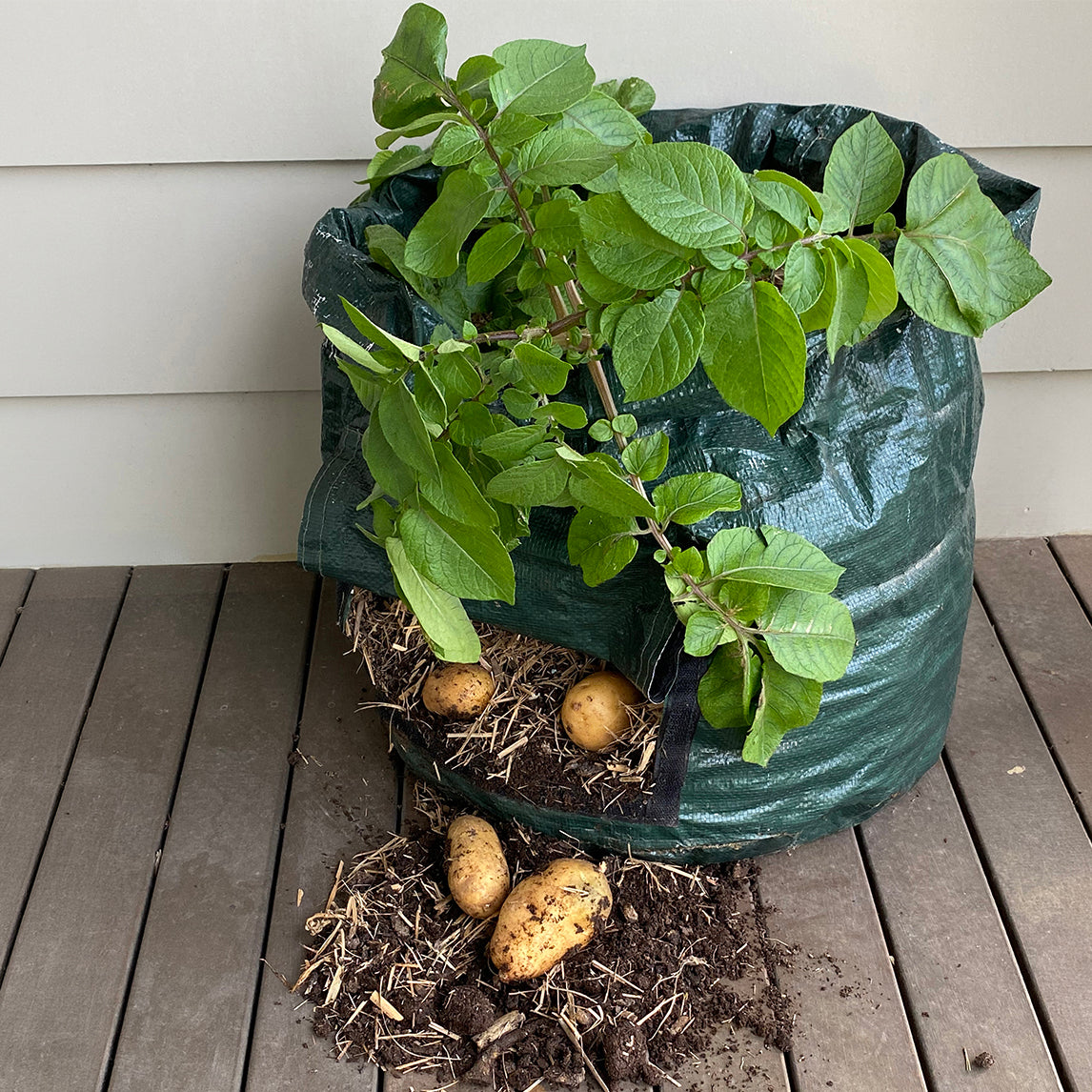Potato Planting Grow Bag - Standard - 3 pack