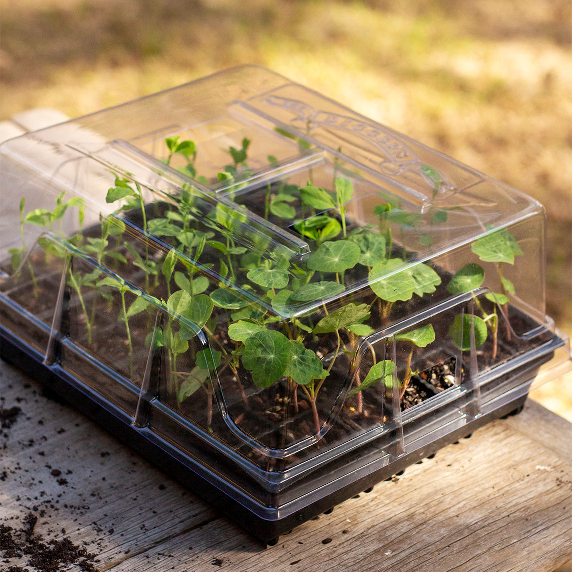 Diggers Propagator Lid