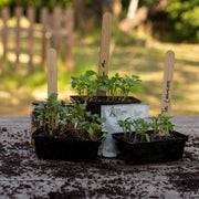 Seedling Punnets x 8