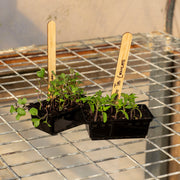 Seedling Punnets x 8