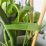 Velcro One-Wrap Garden Tie