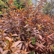 Haloragis 'Wellington Bronze'