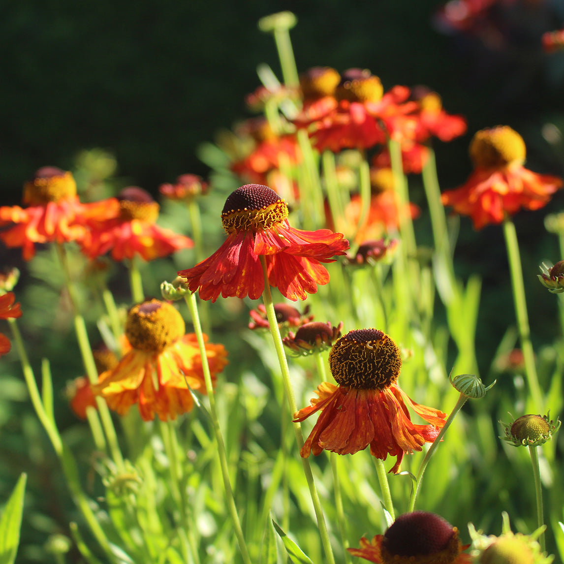 Helenium 'Moerheim Beauty'