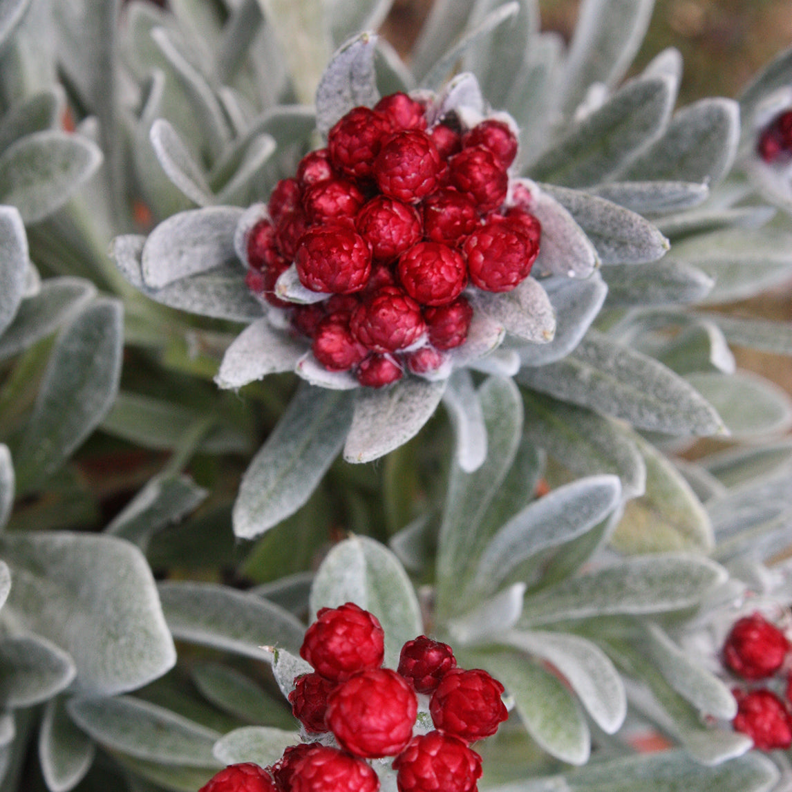 Helichrysum &#39;Red Jewel&#39;