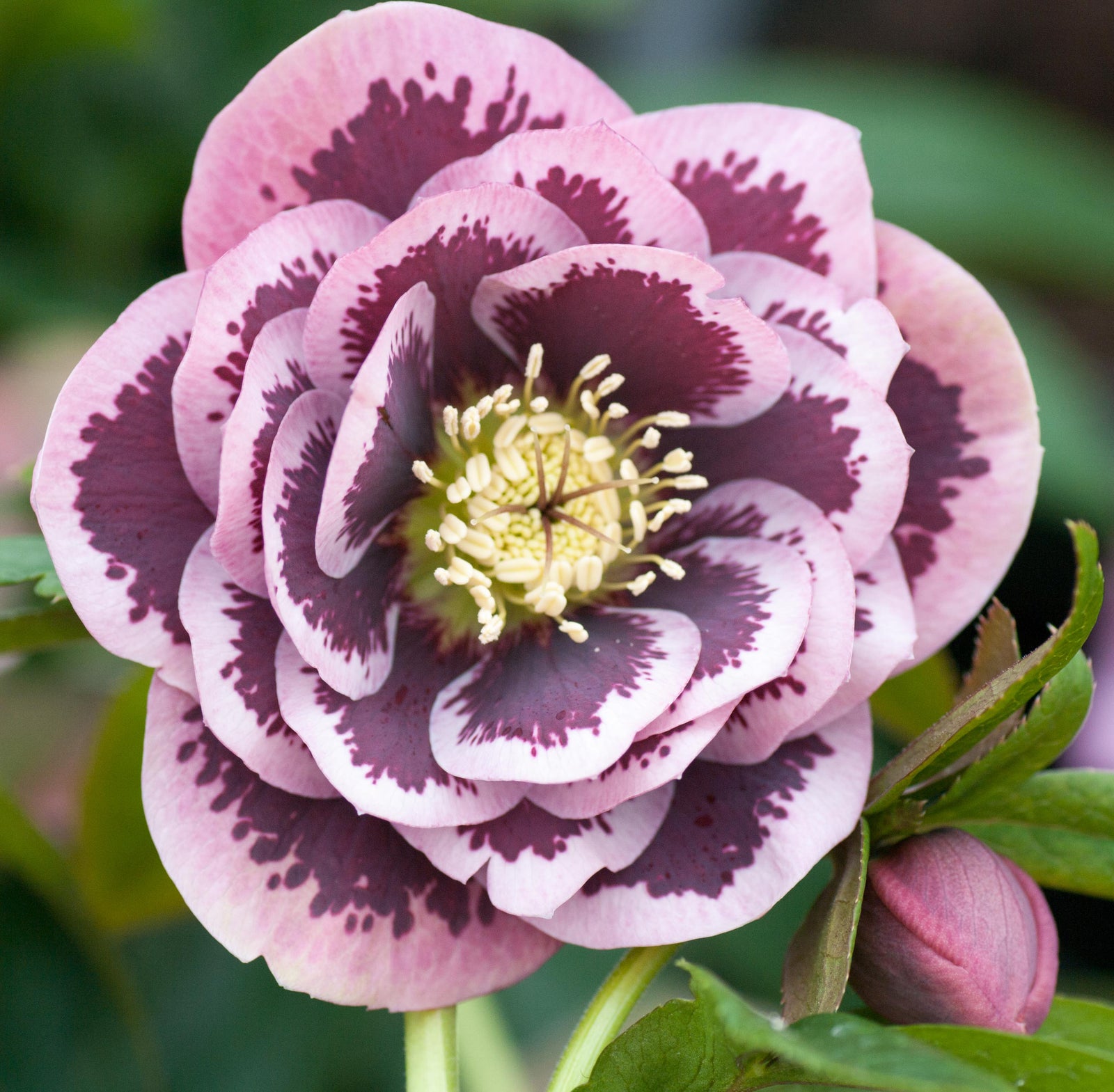 Hellebore 'Double Blotched Pink'