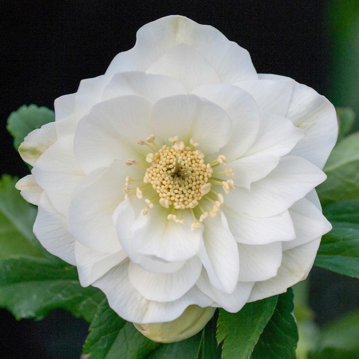 Hellebore 'Double White'