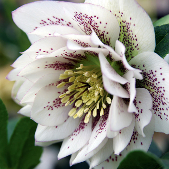 Hellebore 'Double White Spotted'