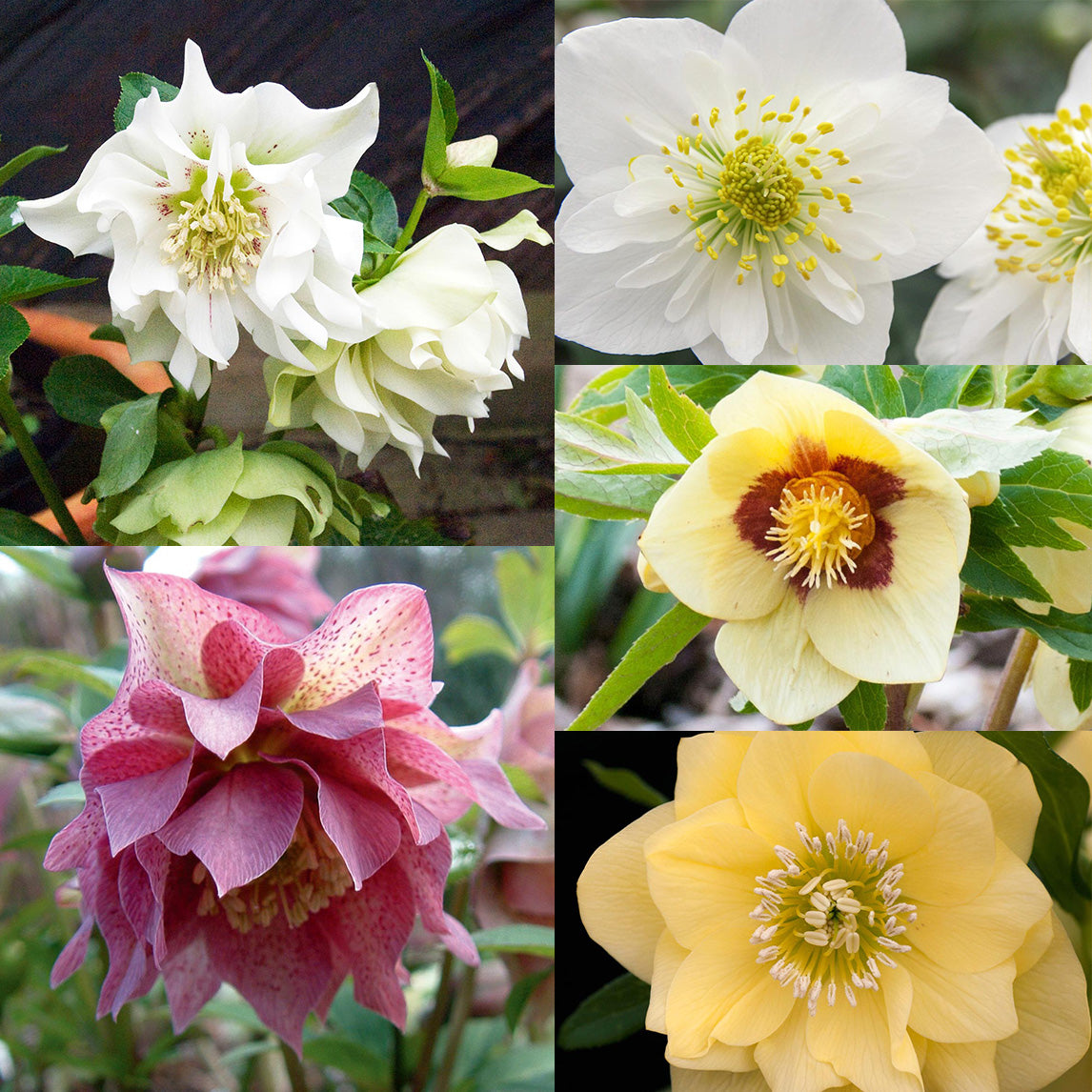 Hellebore Garden Collection