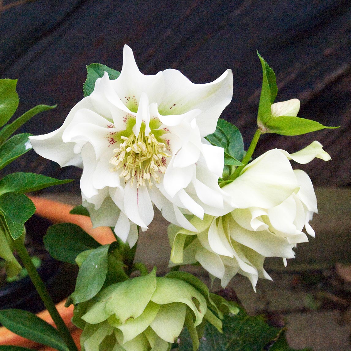 Hellebore Garden Collection