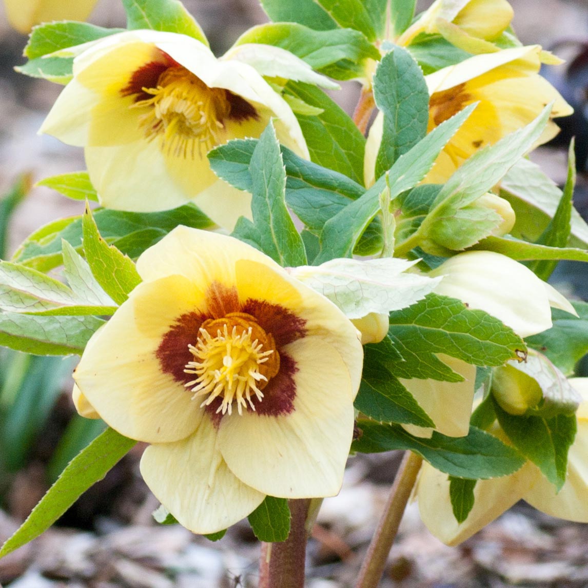 Hellebore Garden Collection