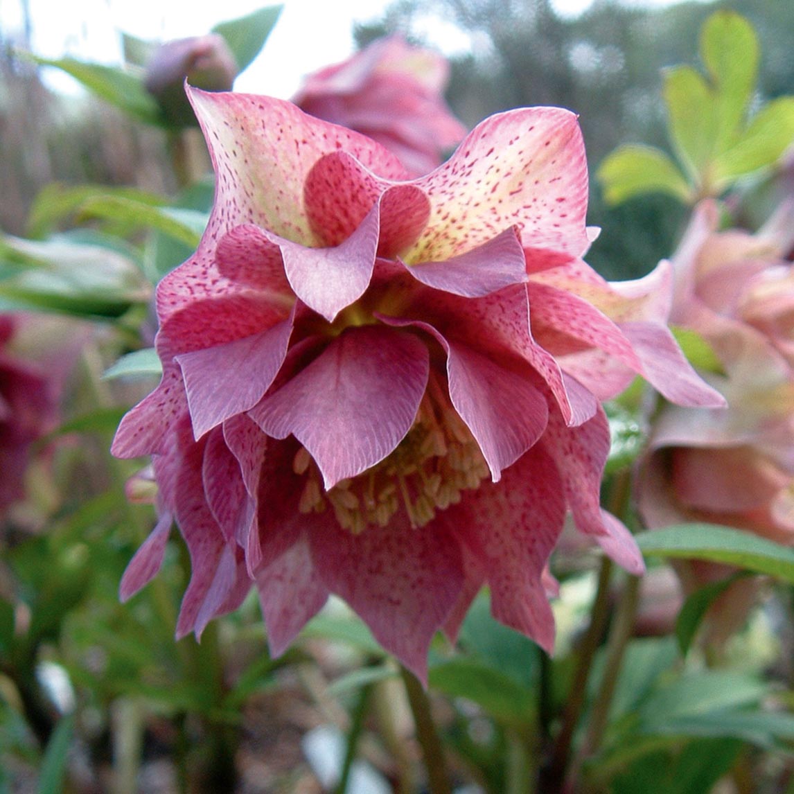 Hellebore Garden Collection