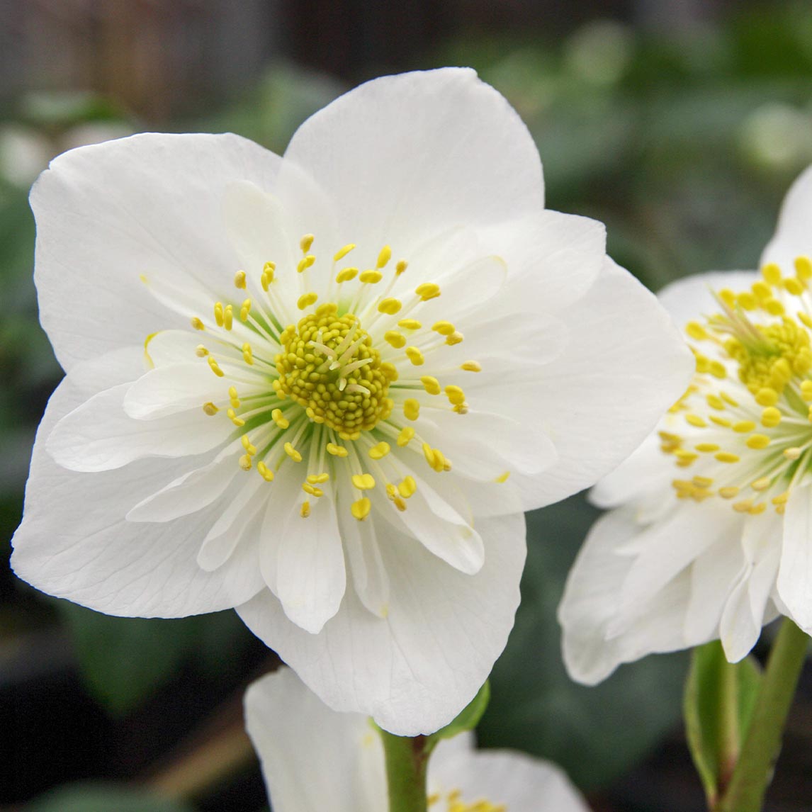 Hellebore Garden Collection