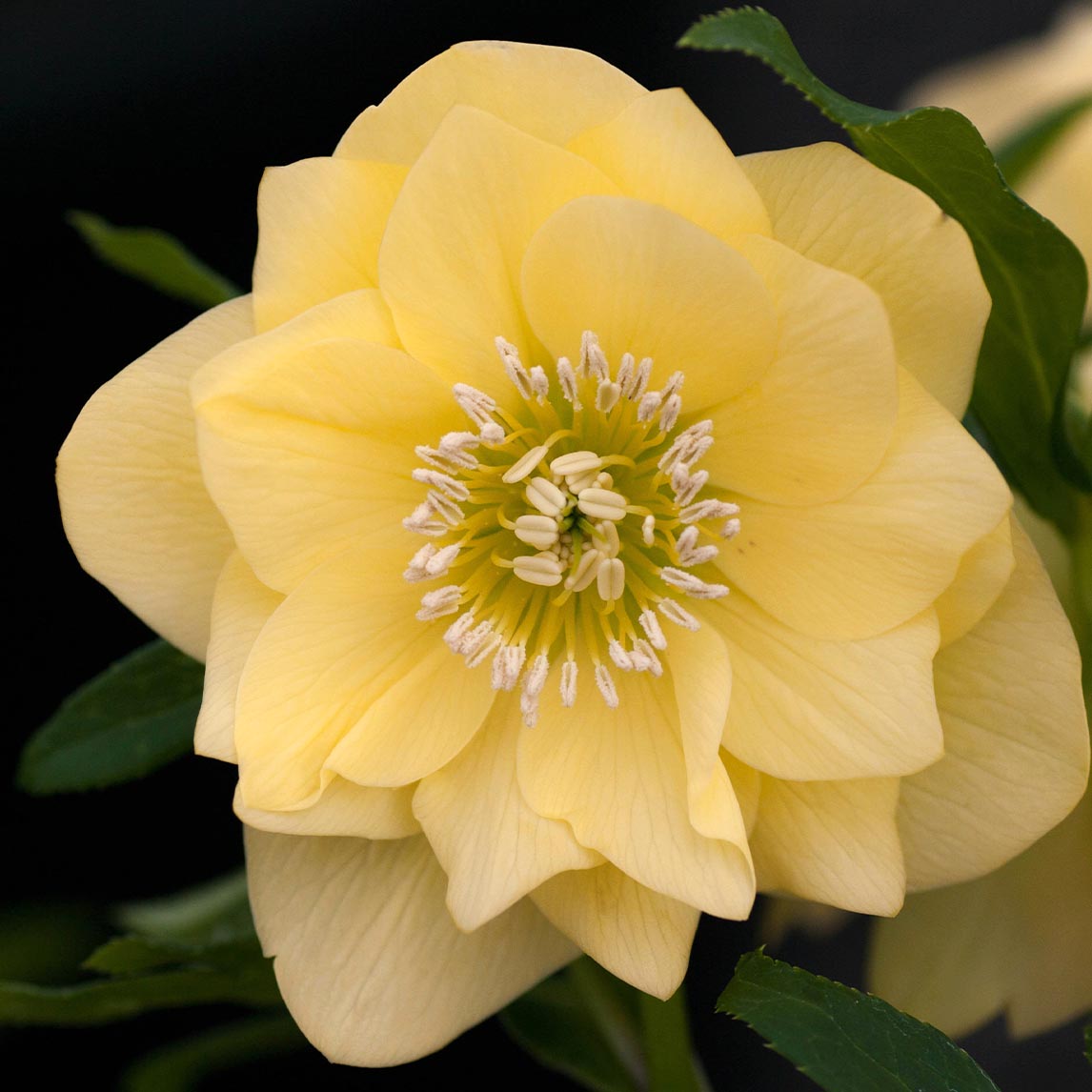 Hellebore Garden Collection
