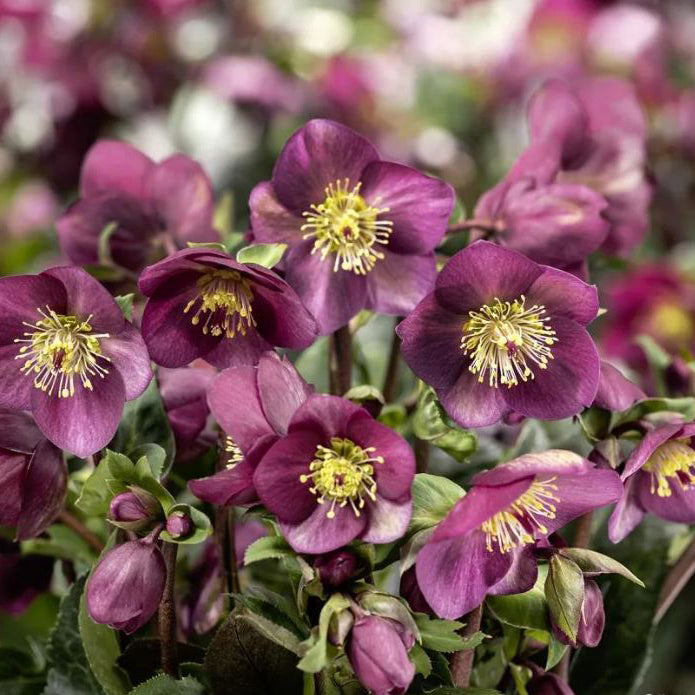 Helleborus 'Ice Breaker Ruby'
