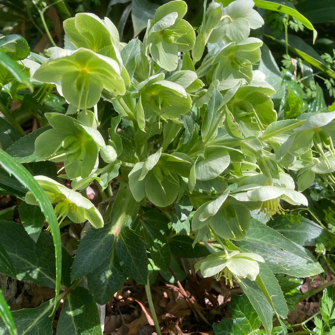 Helleborus Argutifolius