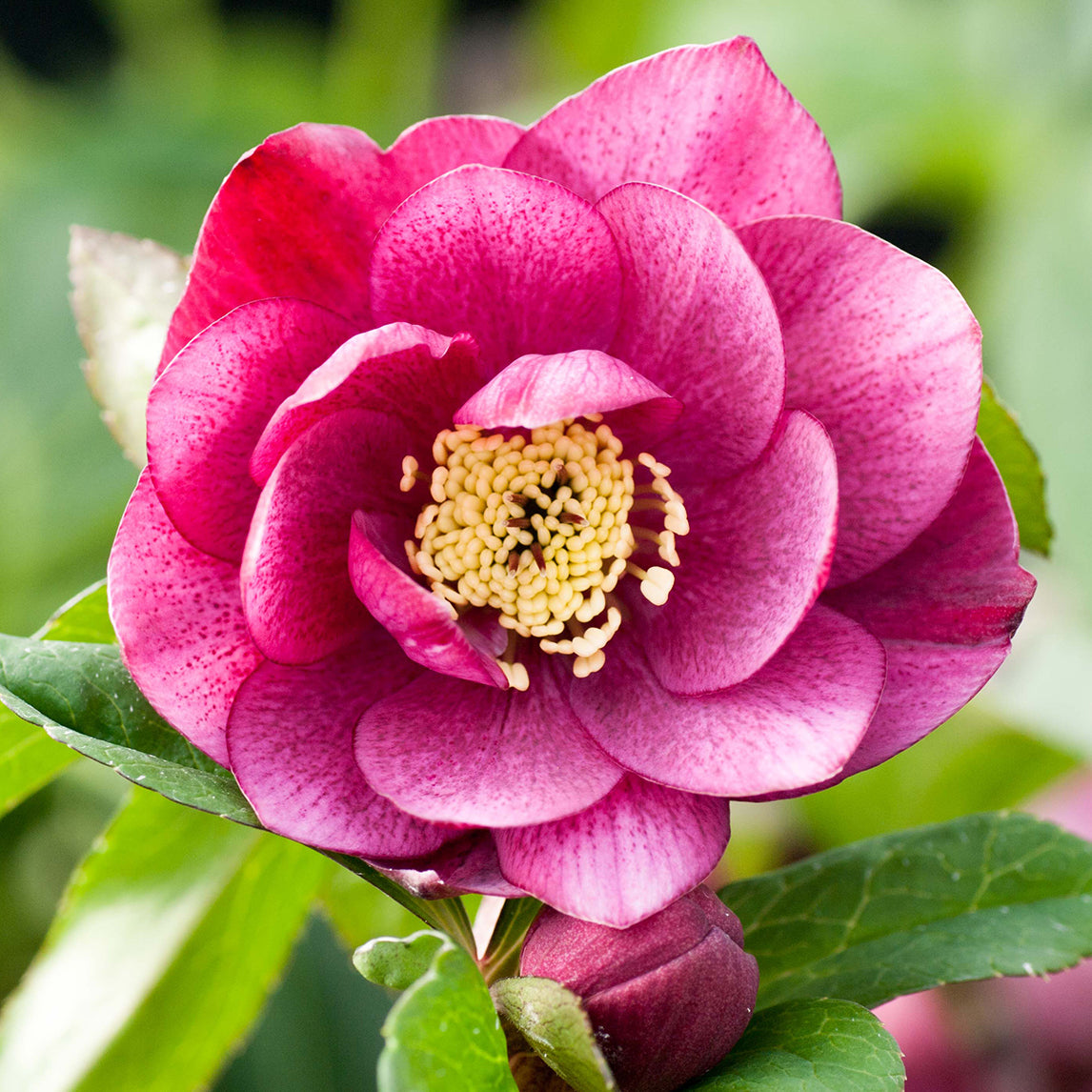 Hellebore 'Double Rose Pink'