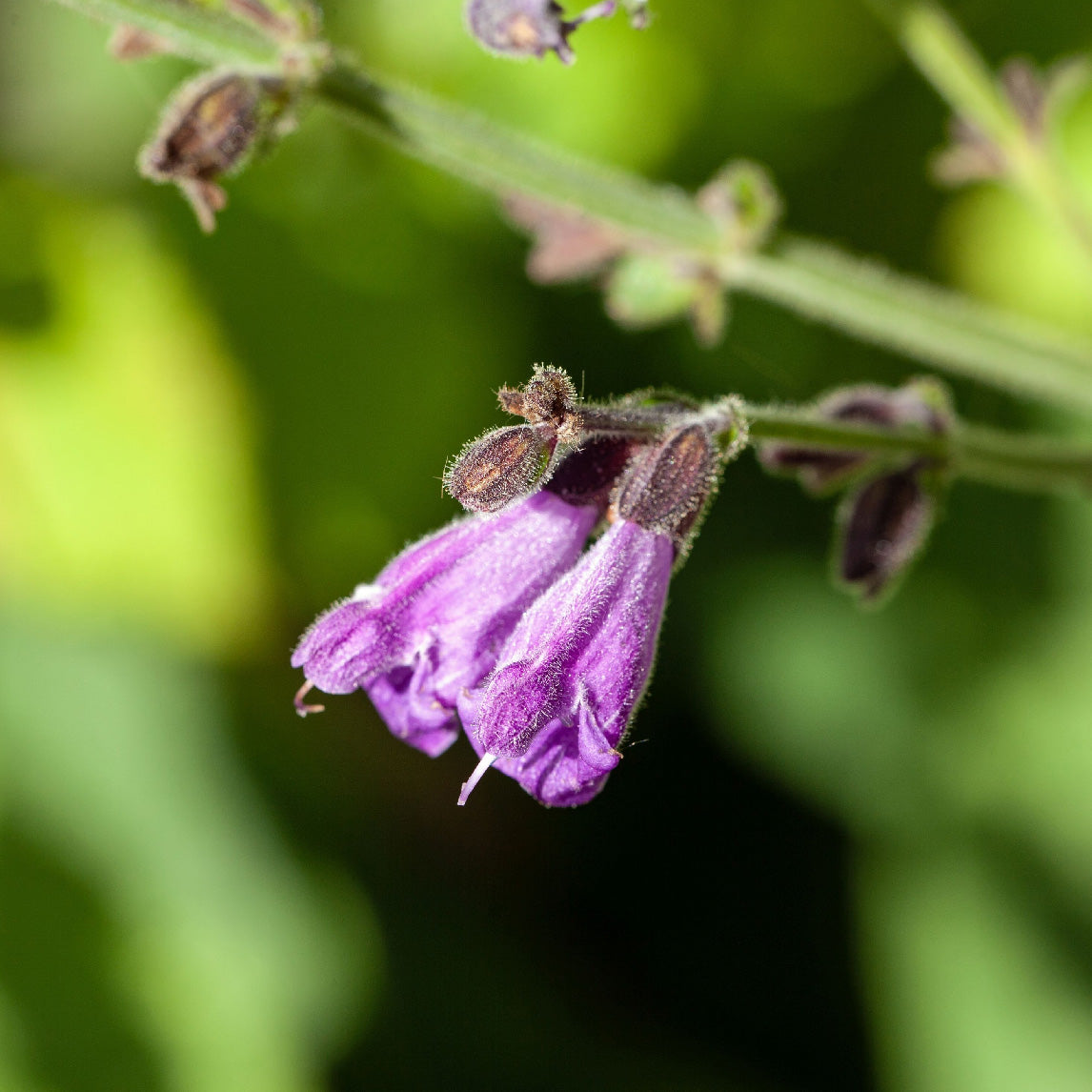 Himalayan Blue Sage