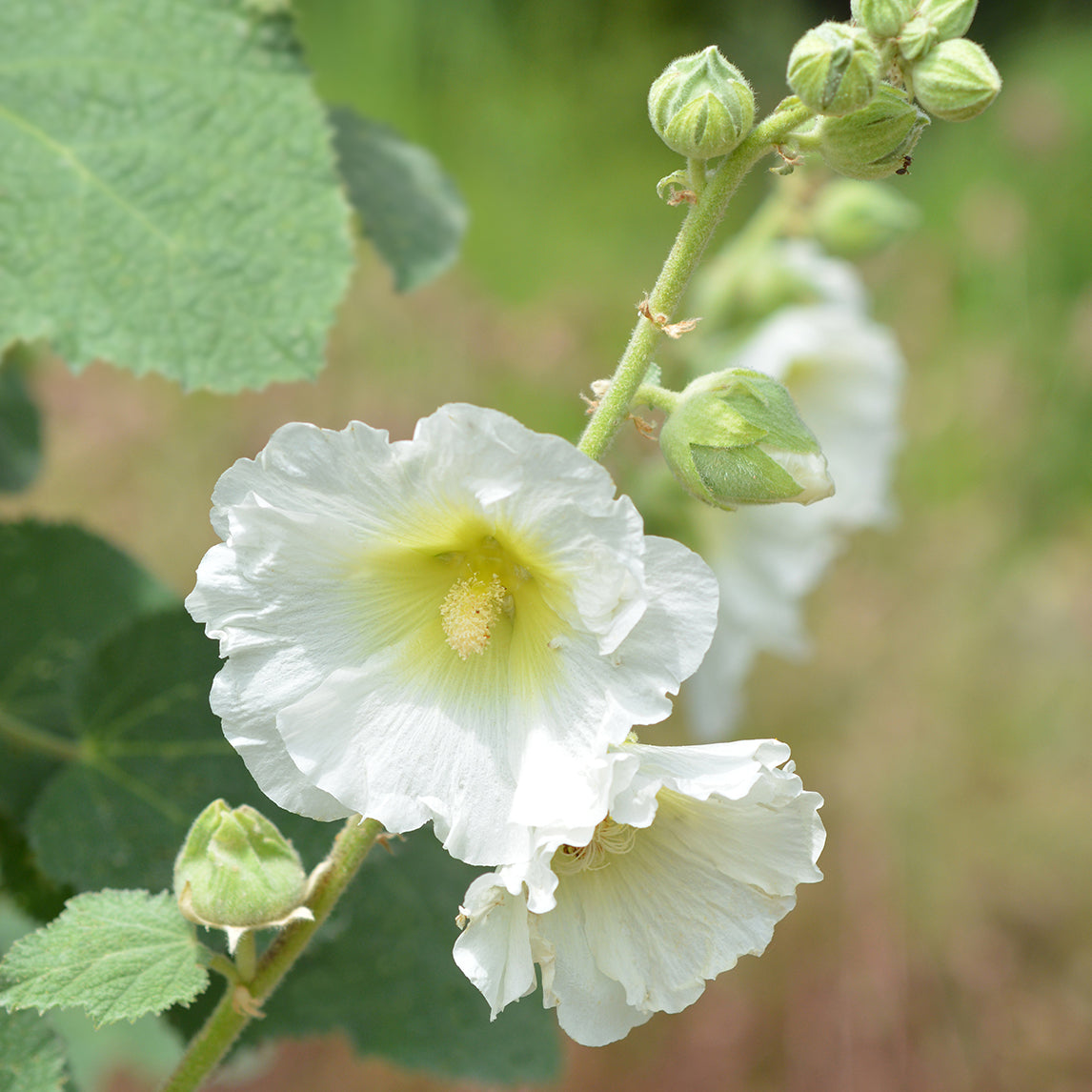 Hollyhock 'Halo White'