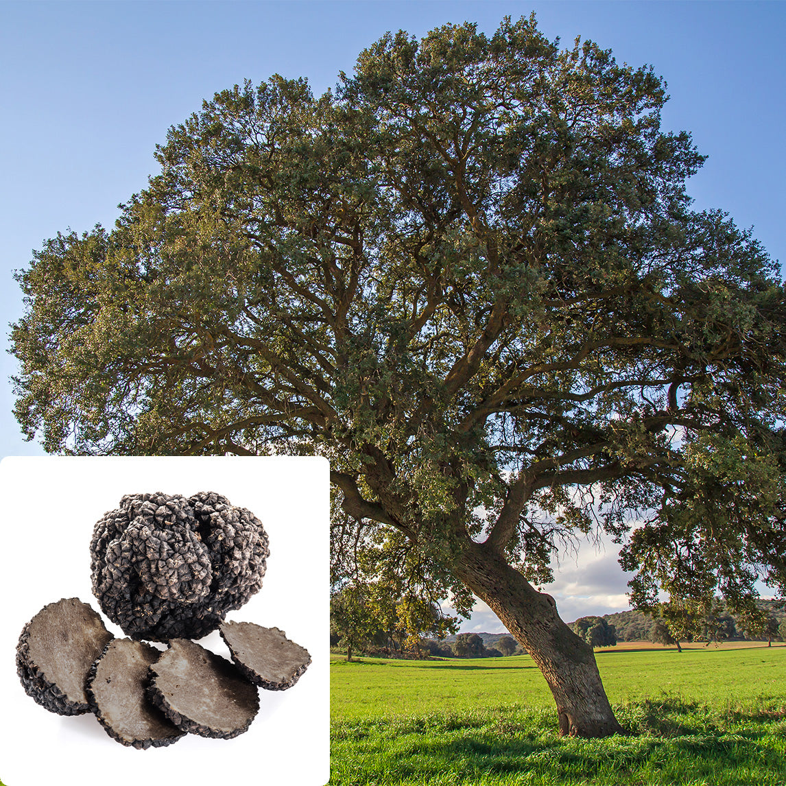 Holm Oak with French Black Truffle