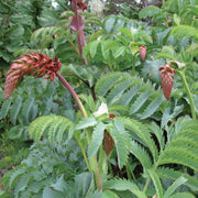 Honey Bush