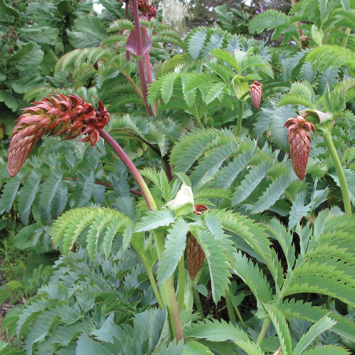 Honey Bush