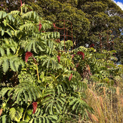 Honey Bush
