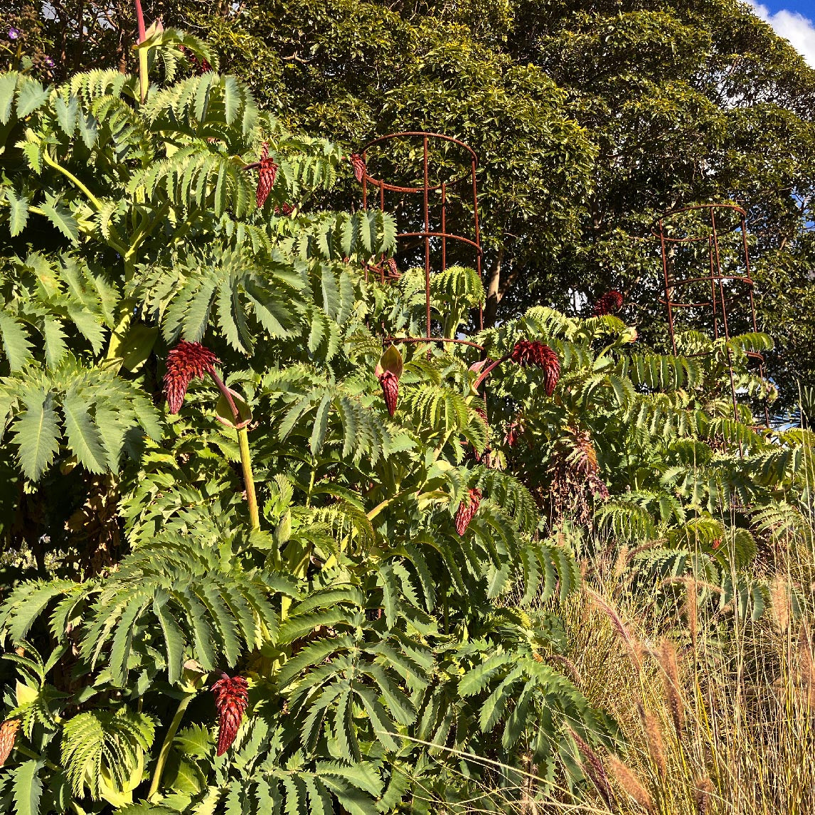 Honey Bush
